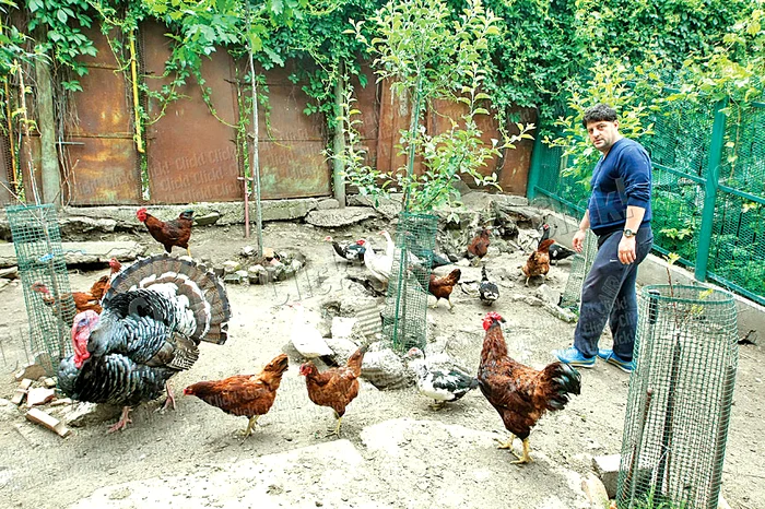 Tavi Colen munceşte zilnic câteva ore în grădină (Fotografii: Dan Bistriţeanu)