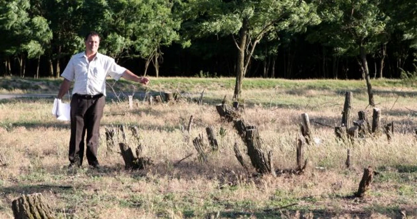Drujba tăietorilor ilegali a mutilat pădurile de salcâmi