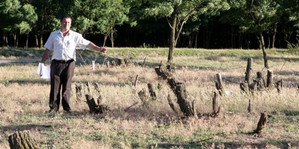 Drujba tăietorilor ilegali a mutilat pădurile de salcâmi 