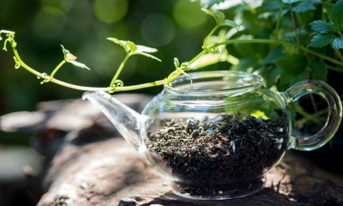 2 jiaogulan jpg jpeg