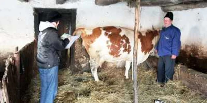 Ieri, recenzorii au ajuns în gospodăria soţilor Flueraş, care mai au doar o vacă în grajd/ Foto: Thomas Câmpean