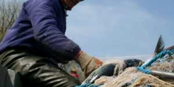 Scrumbia se vinde la pescari cu 9 lei
