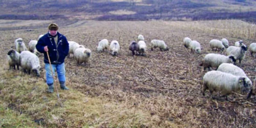 Hunedoara: Oile, „listate“ la Bursă la Costeşti