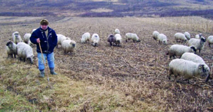 Hunedoara: Oile, „listate“ la Bursă la Costeşti