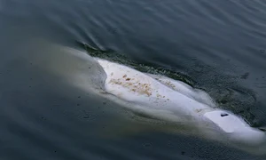 Balena beluga blocata in raul Sena FOTO Profimedia 