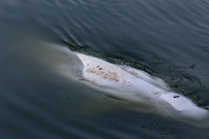 Balena beluga blocata in raul Sena FOTO Profimedia
