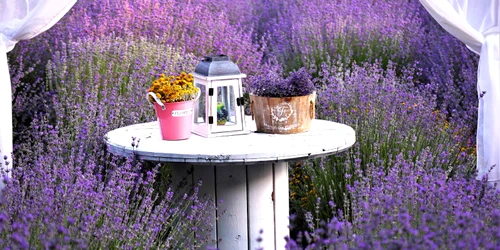 lavanda 22 jpg