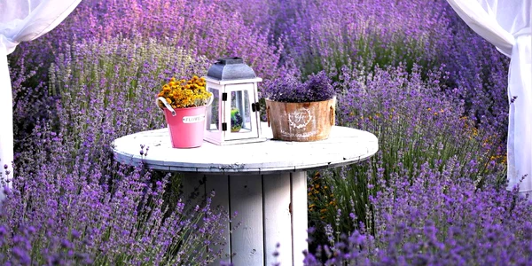 lavanda 22 jpg