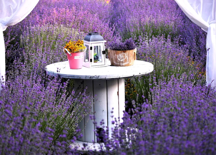 Grădina a fost numită Lavanda Parfumul Mov FOTO arhivă personală