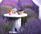 lavanda 22 jpg