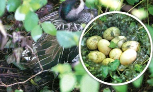 CLIIMA20100523 0200 1 jpeg