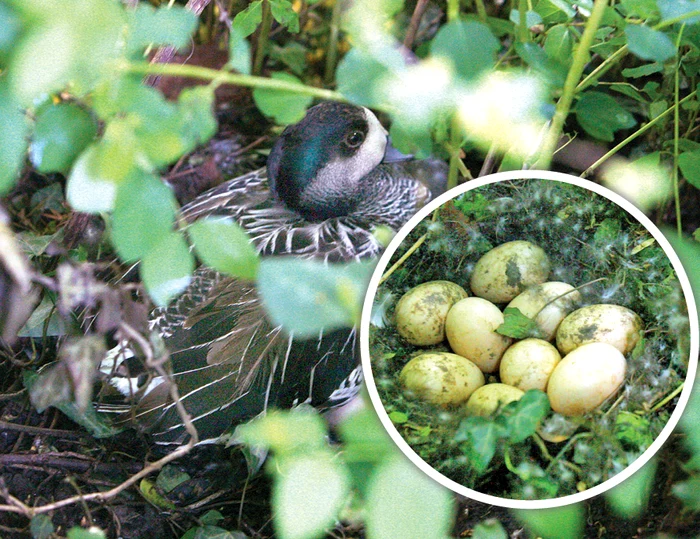 De frică să nu-i fure cineva ouăle, raţa cloceşte în tufişuri