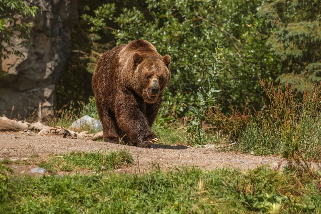 Ursul face ravagii de-o parte și de alta a Carpaților Foto Arhiva Adevărul - Freepick