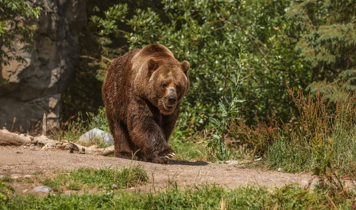 Gestul imprudent al unei femei la vederea ursului în propria grădină / Foto: Freepik
