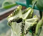 Planta-parașută a înflorit pentru prima dată în Grădina Botanică din București 