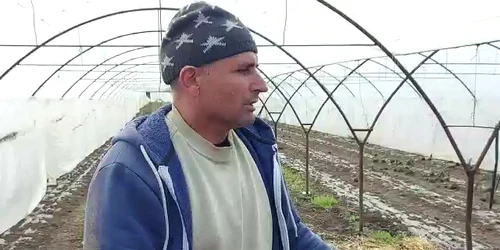 pagube in solariile cu rosii ale fermierilor din olt (5) mp4 thumbnail png