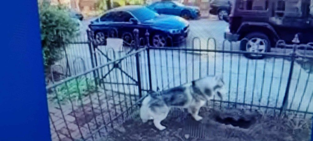 Un câine a devenit erou, după ce a salvat un întreg cartier de la o posibilă explozie majoră VIDEO