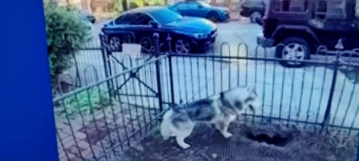 câine husky în curtea unei case săpând o gaură