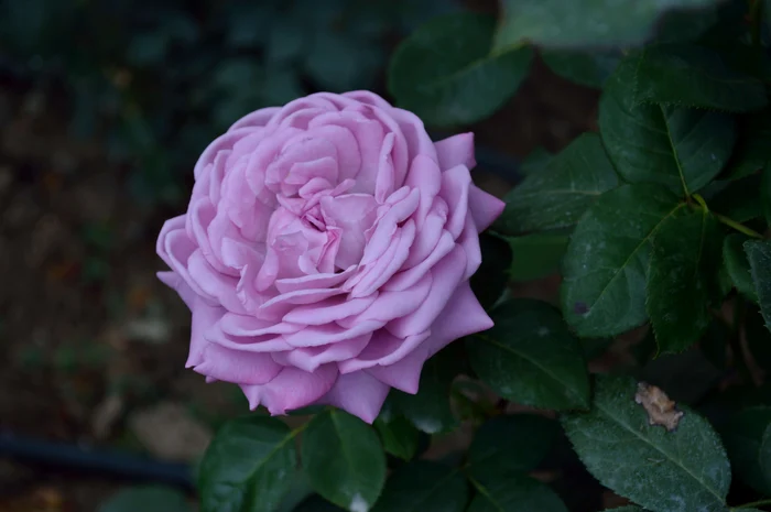 Trandafirii se simt bine în locuri însorite