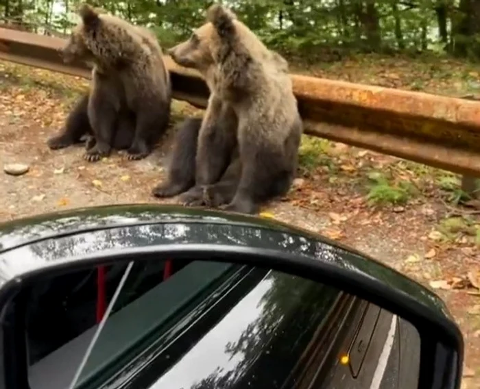 
    Alți doi urși filmați de Delia, care se afla în dreapta șoferului  