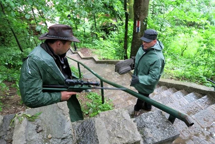 porc mistreţ sinaia