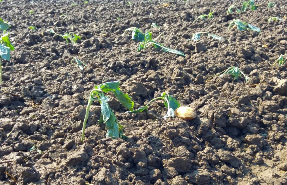 seceta agricultura 2019