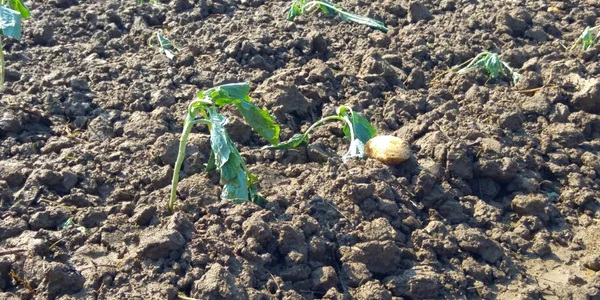 seceta agricultura 2019