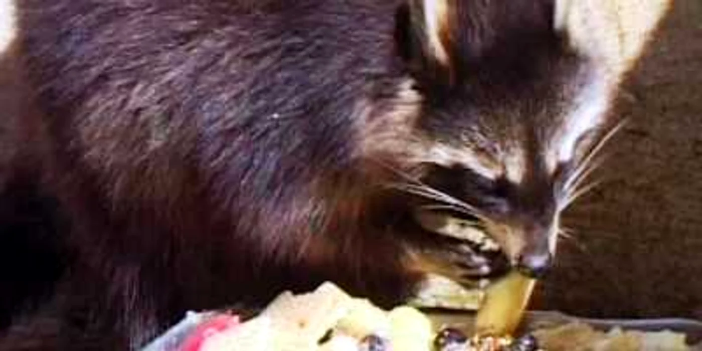 Ratonii de la Zoo Bucov vor primi porţie dublă de plăcintă cu dovleac, de Revelion