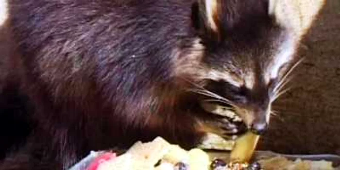 Ratonii de la Zoo Bucov vor primi porţie dublă de plăcintă cu dovleac, de Revelion