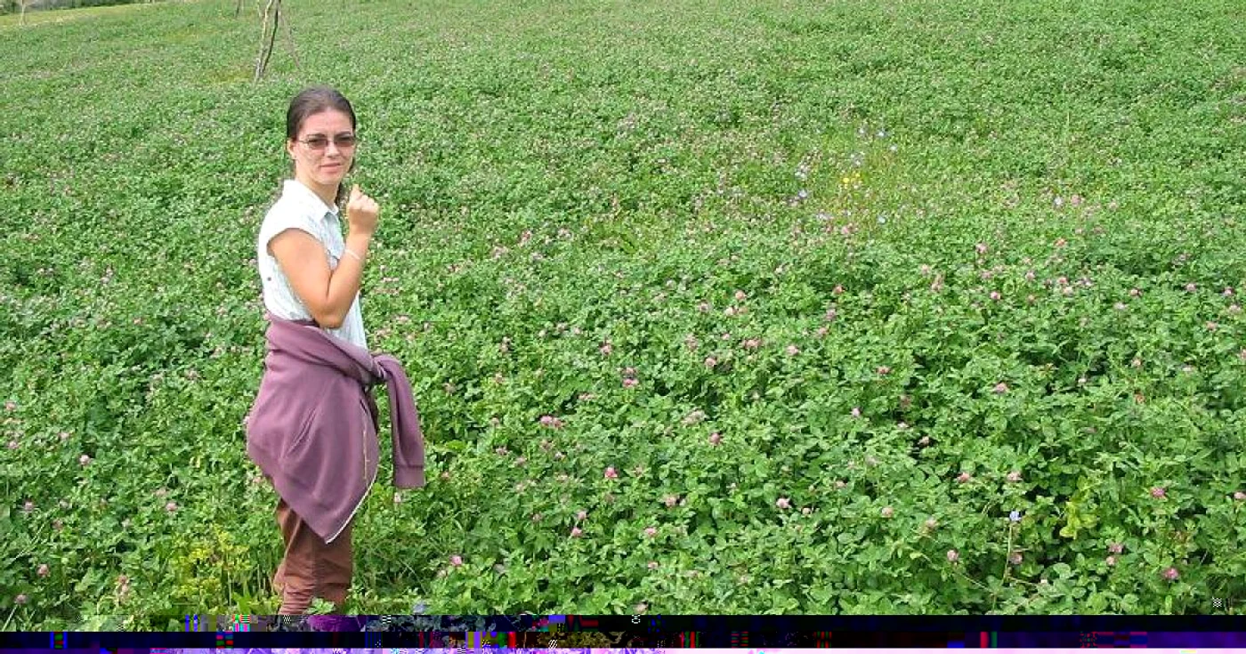 Infuzia din frunze şi flori de lucernă ajută la detoxifierea ficatului şi la îmbunătăţirea digestiei  FOTO Arhivă