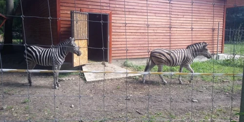 Zebrele de la Timişoara FOTO Ştefan Both
