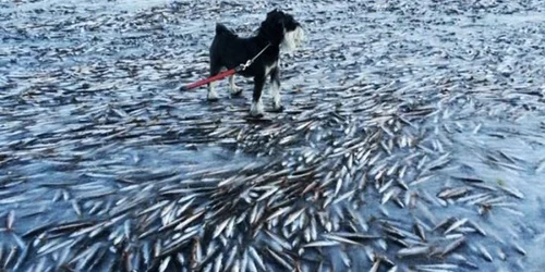 Pesti inghetati in apele din Norvegia