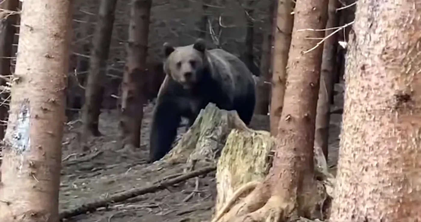 Multe dintre incidente au loc când turiștii se apropie de animale. FOTO captură video Romsilva