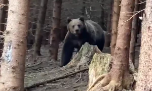 urs Suceava FOTO captura video Romsilva webp