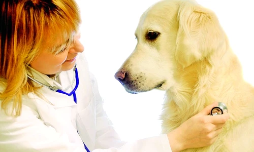 1 46668 original jpg jpeg