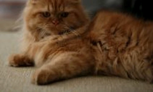 1 46974 original jpg jpeg