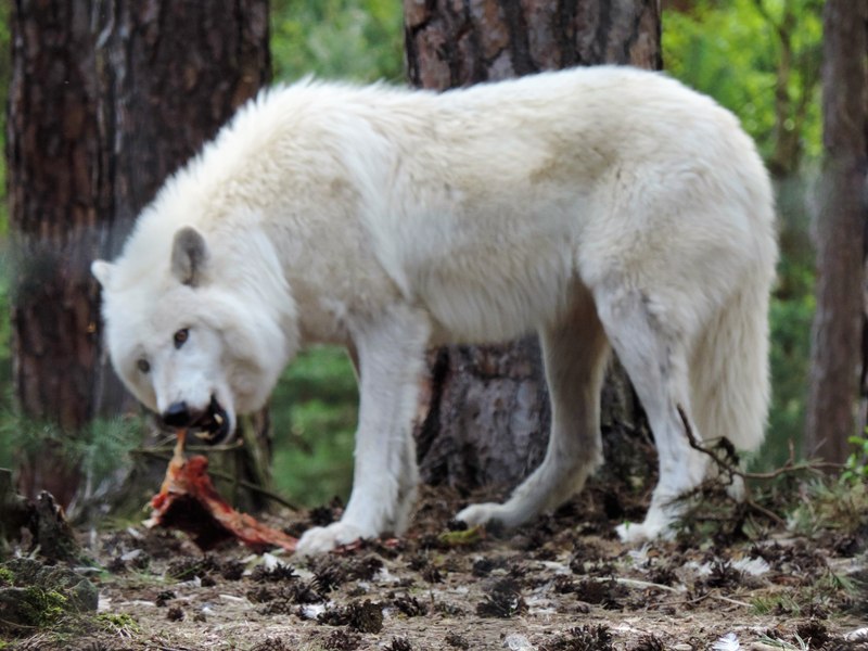 Incident grav în Germania. O fetiță de 8 ani, atacată de un lup într-un parc zoologic