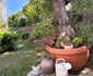 In grădina cu miresme a Andreei Marin se afla un măslin falnic, de 120 de ani