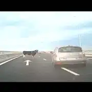 vaci A7 gif gif