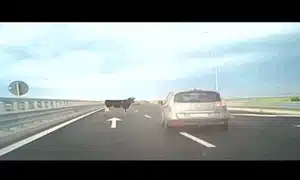 vaci A7 gif gif