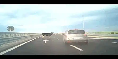 vaci A7 gif gif