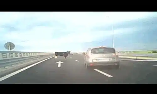 vaci A7 gif gif