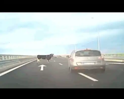 vaci A7 gif gif