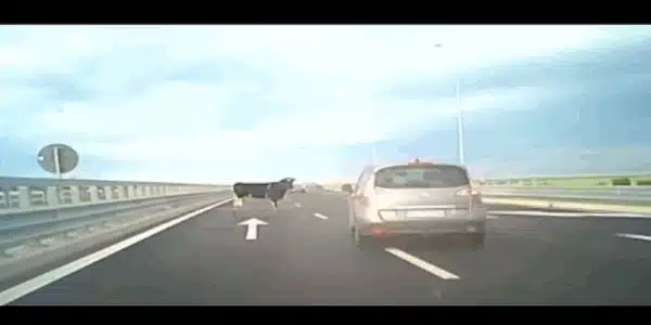 vaci A7 gif gif