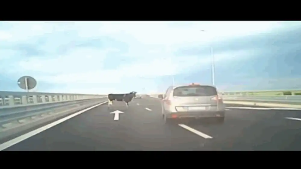 Scenă crâncenă pe A7: mai multe vaci au căzut dintr-un camion care circula pe autostradă în zona Buzăului