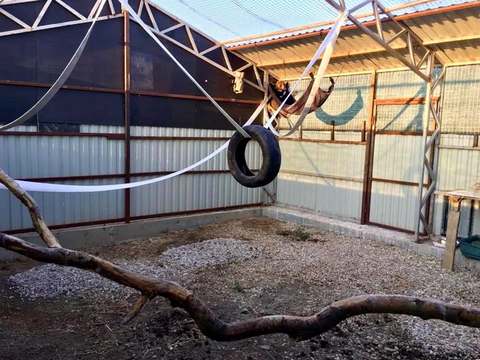 Maimuța Aki va fi dusă, în curând, la o grădina zoologică