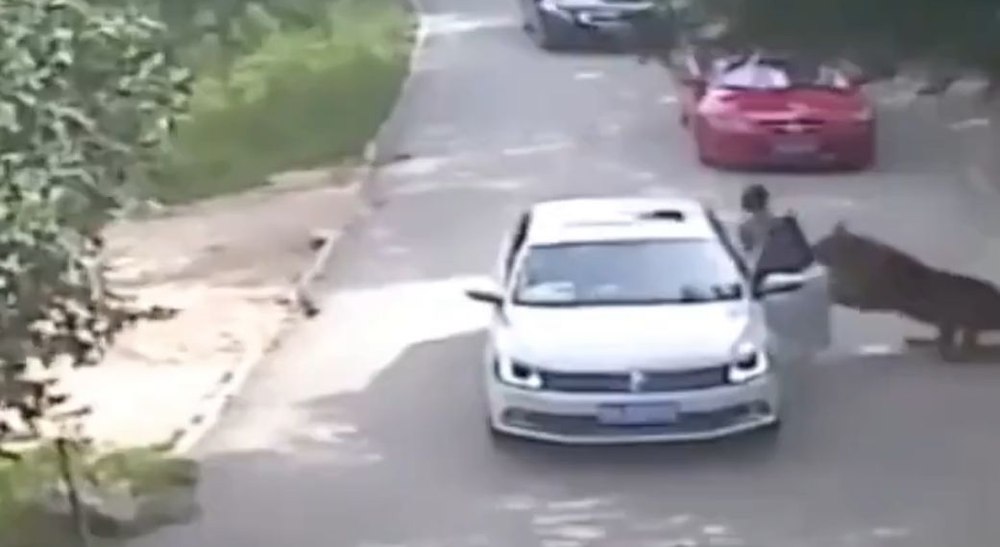 Imagini de groază surprinse într-un parc din China: o femeie a fost atacată de un tigru după ce a ieșit din mașină
