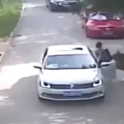 tigru atac captura video jpg