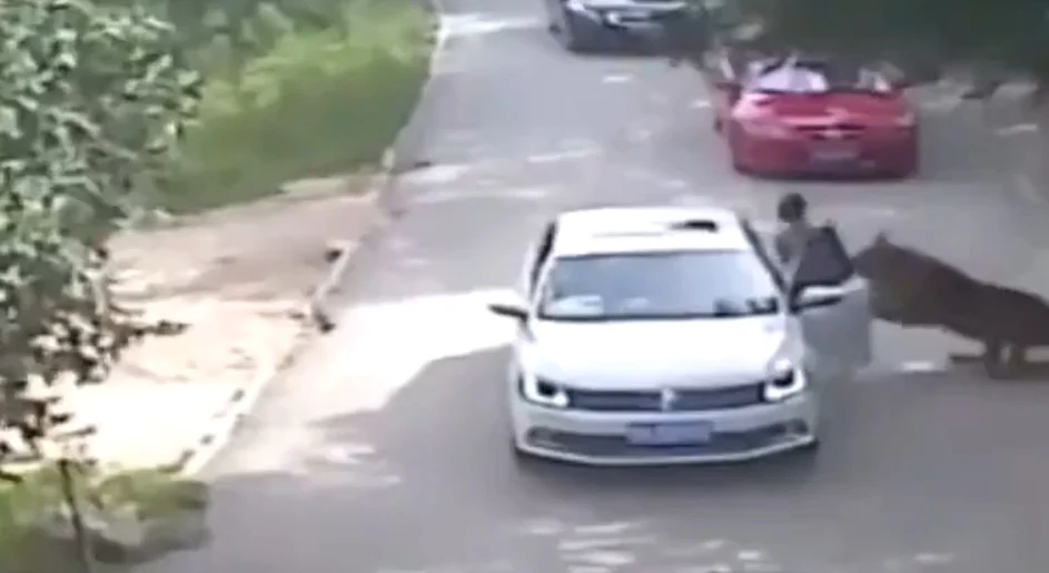 O femeie a fost atacată de un tigru într-un parc din China FOTO: Captură video