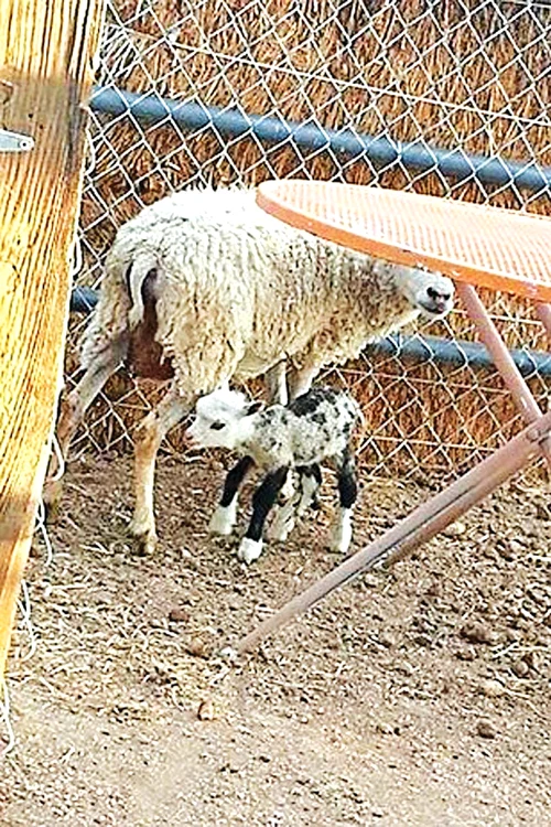 
    Animalul are faţa şi picioarele precum caprele, dar e acoperit cu lână ca oile  